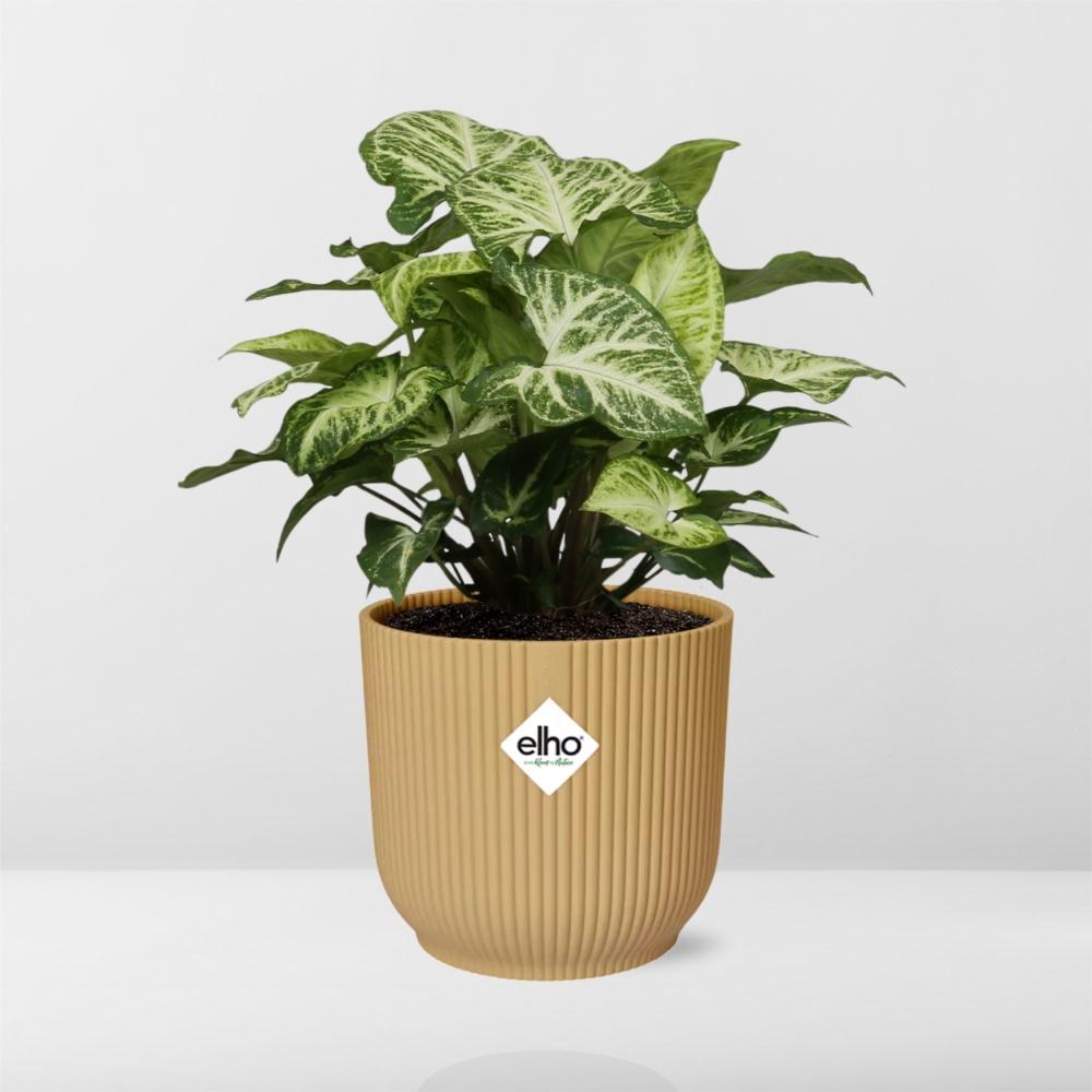 Syngonium Arrow in ELHO Vibes Fold 14cm geel - Pflanzfix24