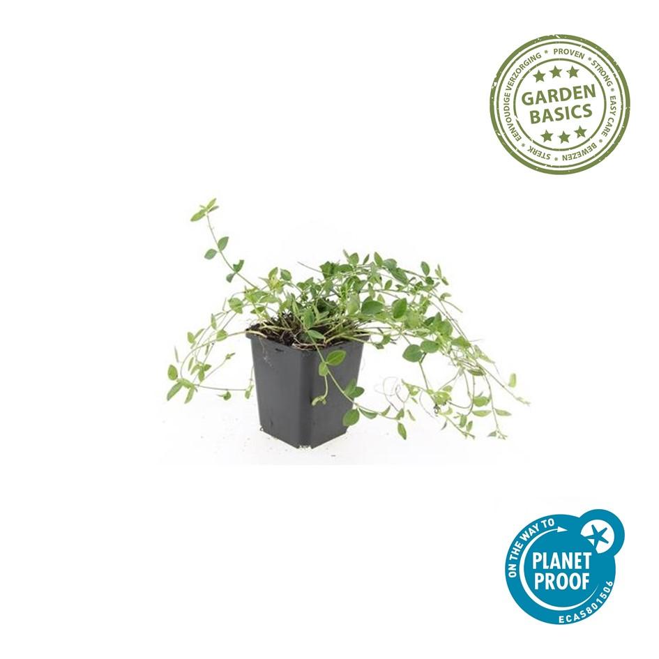 12x Vinca minor 'Gertrude Jekyll' Bodendecker 10-25cm Ø9cm | Pflanzfix24.de - Pflanzfix24.de