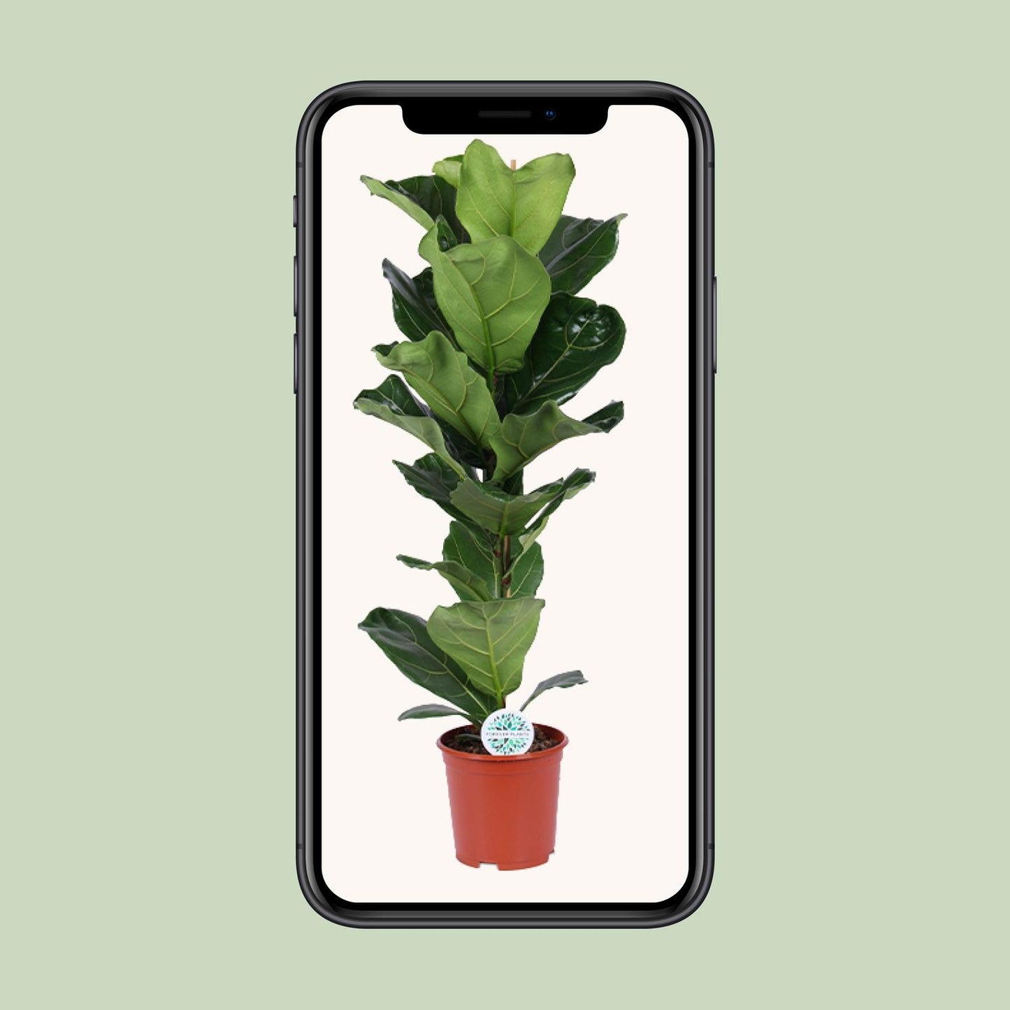 Ficus Lyrata - Ø21cm - ↕90cm - Pflanzfix24