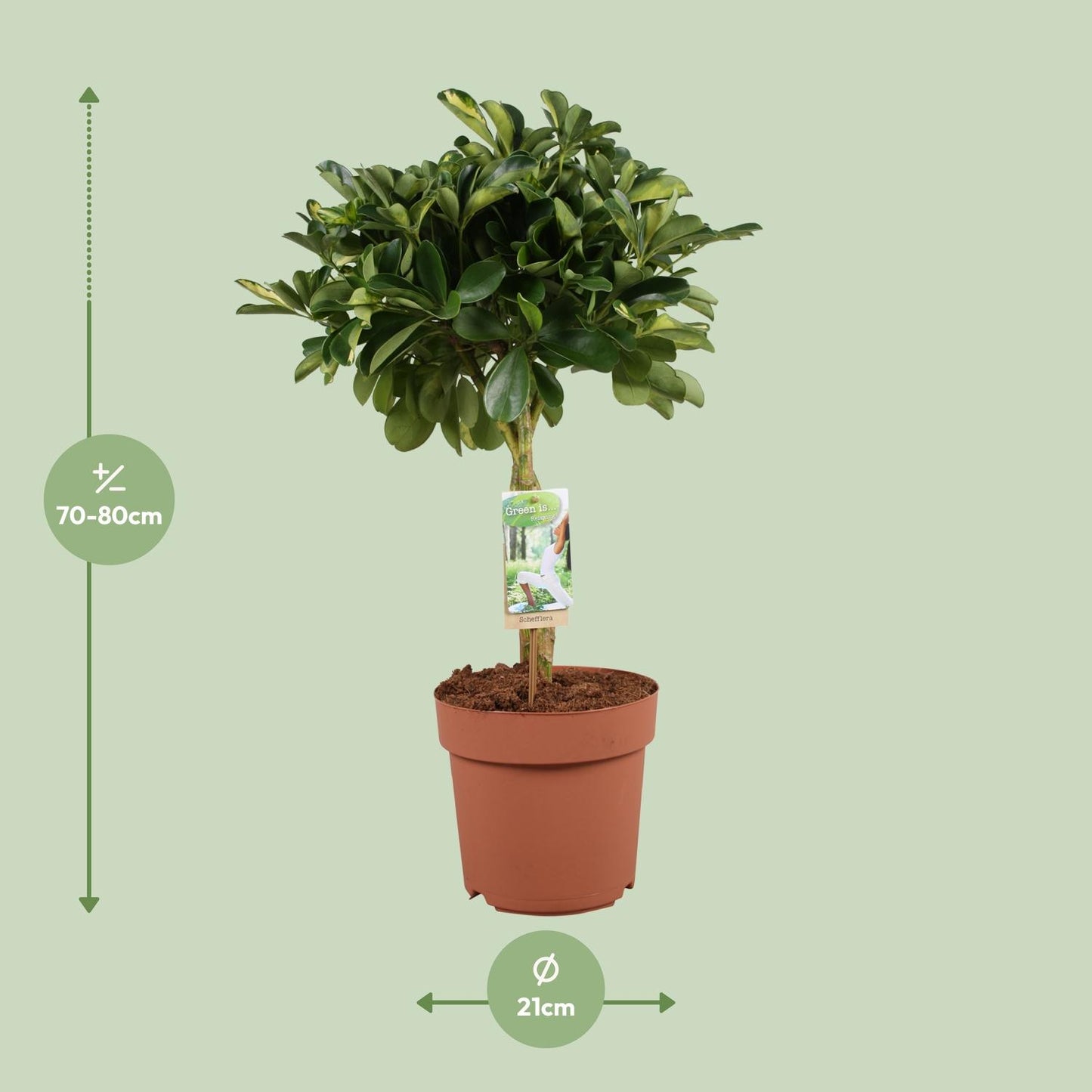 Schefflera Arboricola Gerda - Ø21cm - ↕80cm | Pflanzfix24