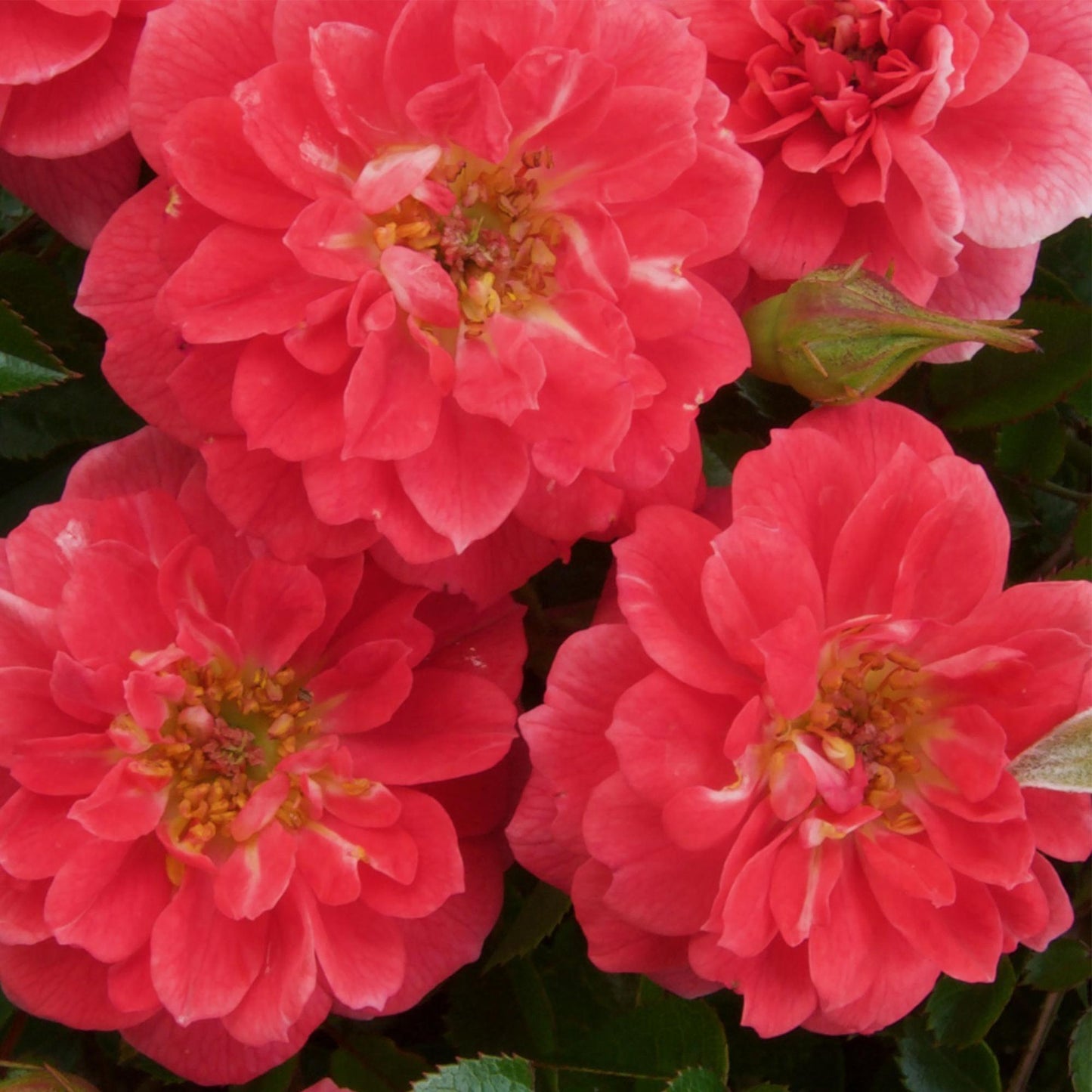 pflanzfix24 - Kletterrose 'Salmon Queen' - 2 Pflanzen