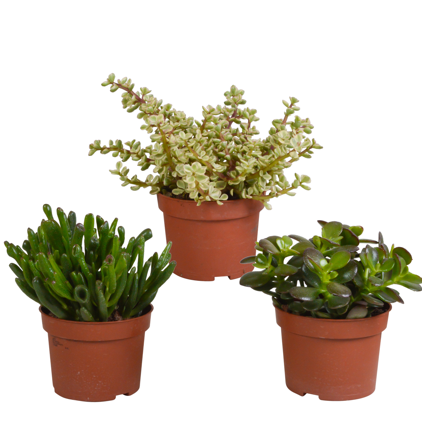 Crassula-Mischung 10,5 cm - 3x - zonder pot - Pflanzfix24.de - Pflanzfix24.de
