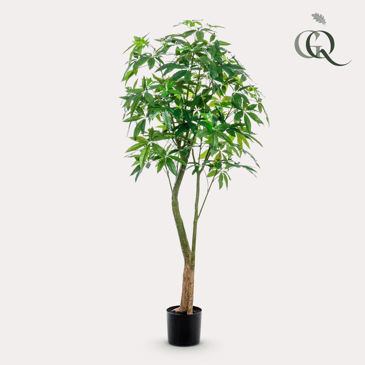 Kunstpflanze Pachira Aquatica 180 cm – Glückskastanie & Pflegeleicht | Pflanzfix24.de - Pflanzfix24.de