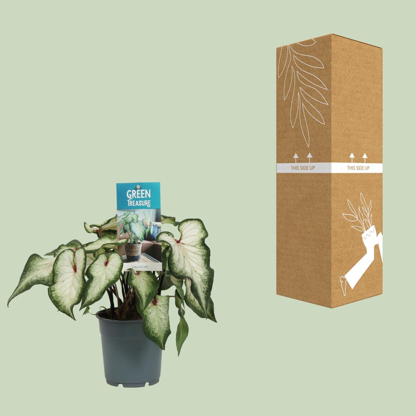 Caladium White Wonder - Ø12cm - ↕25cm von Pflanzfix24