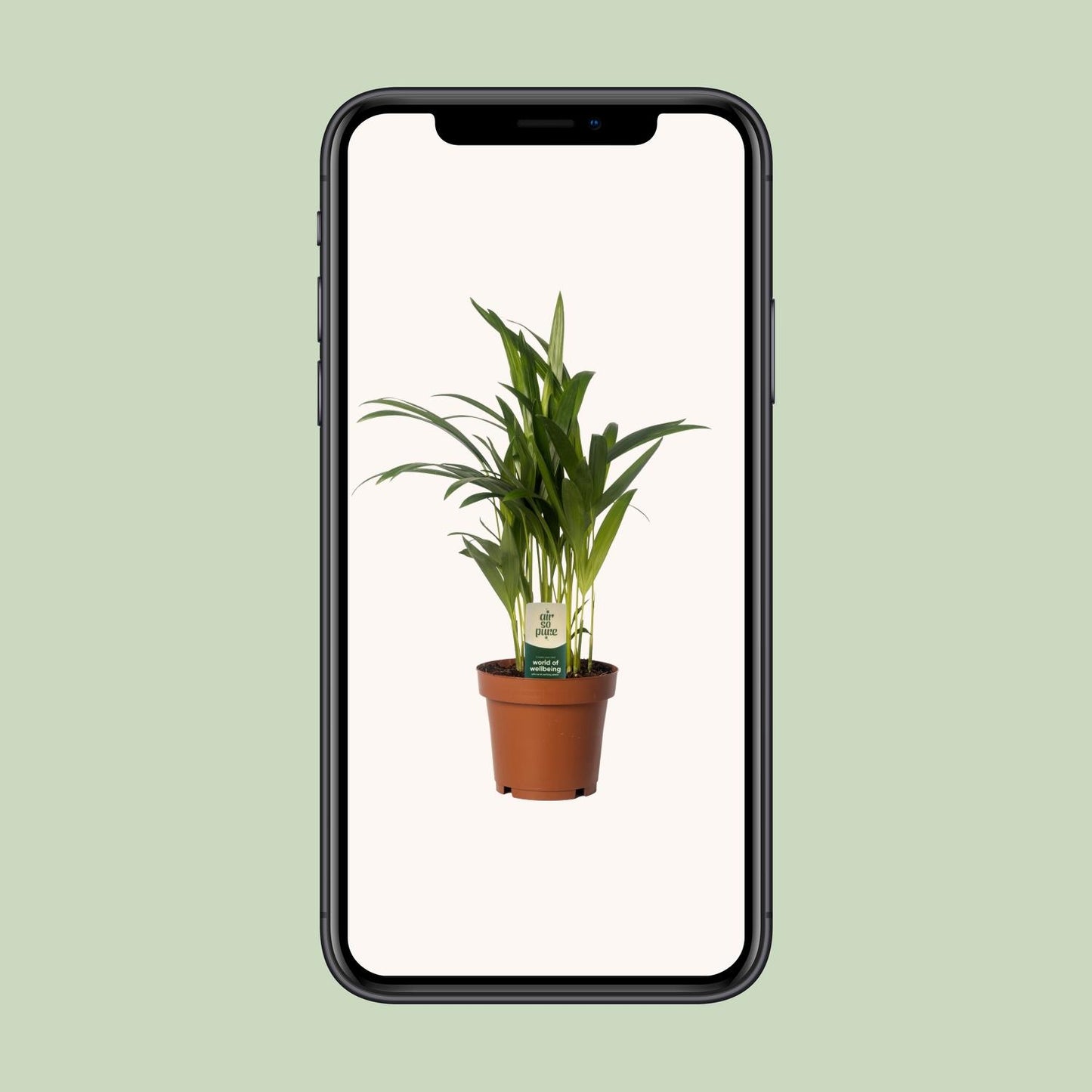 Dypsis Lutescens - Areca - Ø12cm - ↕40cm - Pflanzfix24