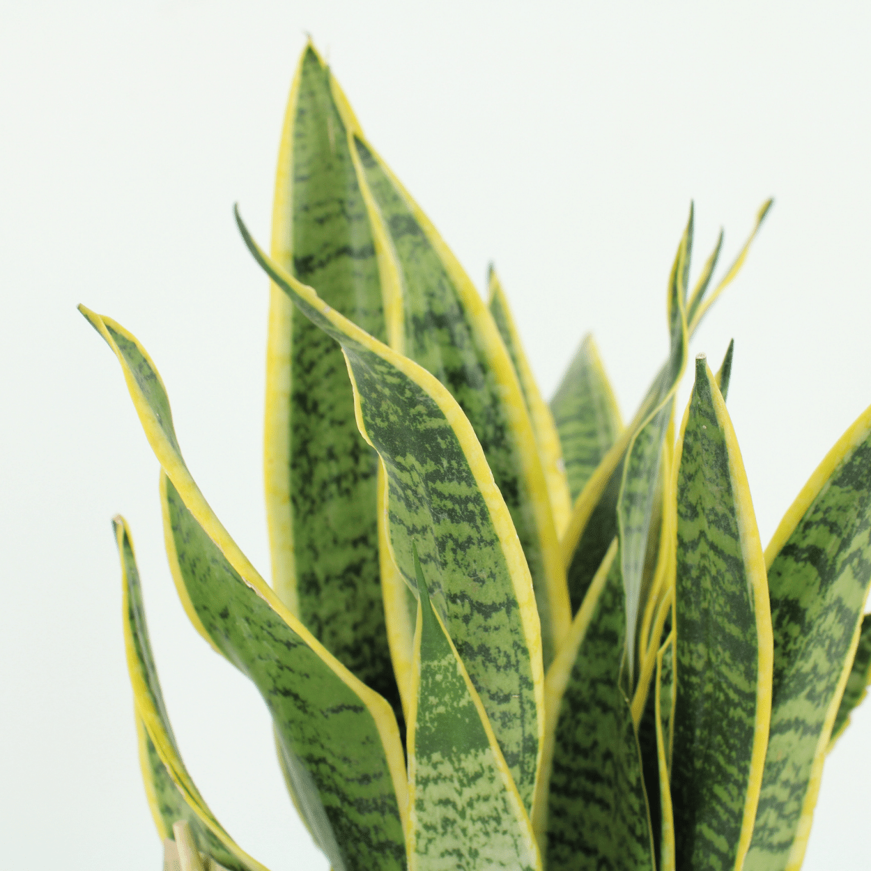 2x Sansevieria Laurentii - Frauenzunge - 40cm - ø14 bei Pflanzfix24.de - Pflanzfix24.de