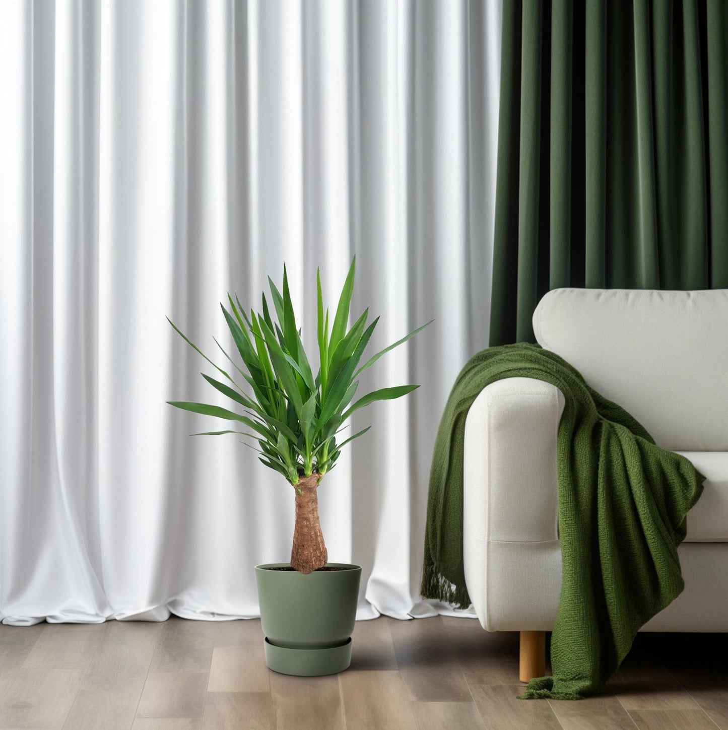 Yucca Maya Tree Ø19cm – 80cm hoch | Pflanzfix24.de - Pflanzfix24.de