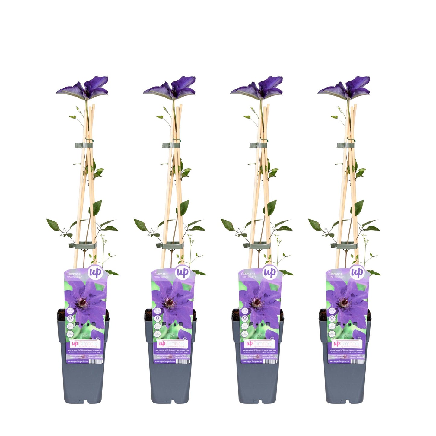 4x - Clematis The President - ↨65cm - Ø15 - Pflanzfix24.de - Pflanzfix24.de