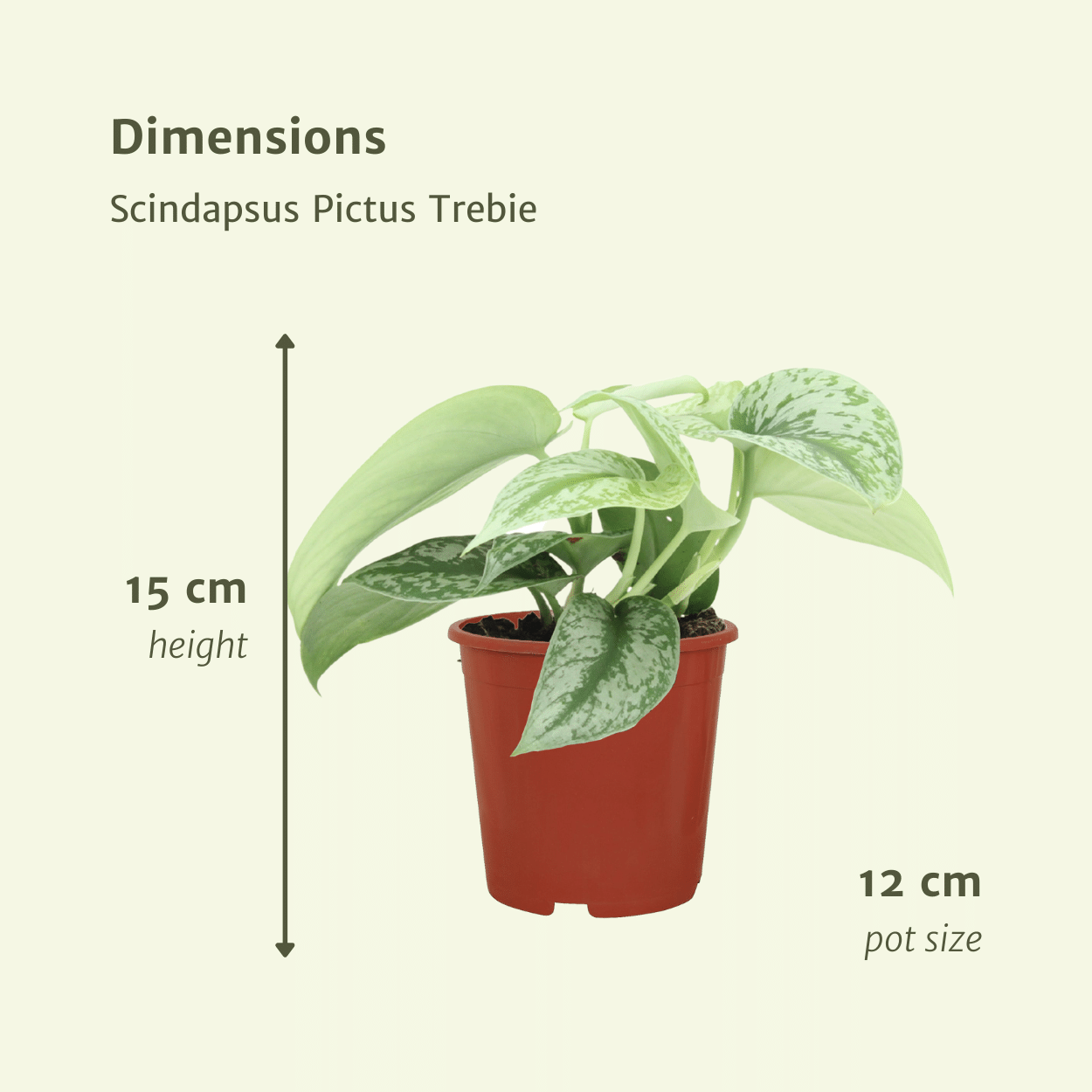 Scindapsus Pictus Trebie 2er-Set Ø12cm, 15cm hoch – Kletter- & Hängepflanze | Pflanzfix24.de - Pflanzfix24.de