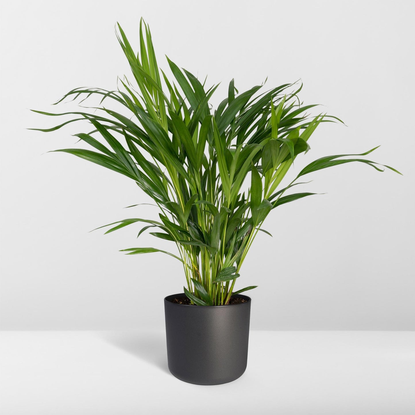 Dypsis Lutescens - Areca - Ø17cm - ↕60cm - Pflanzfix24.de - Pflanzfix24.de