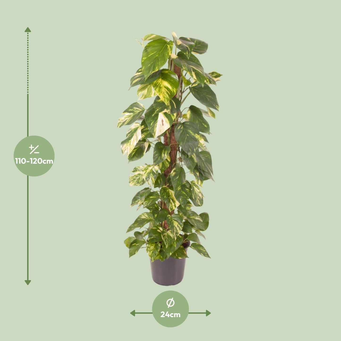 Epipremnum Pinnatum - Goldener Efeu - Ø24cm - Pflanzfix24