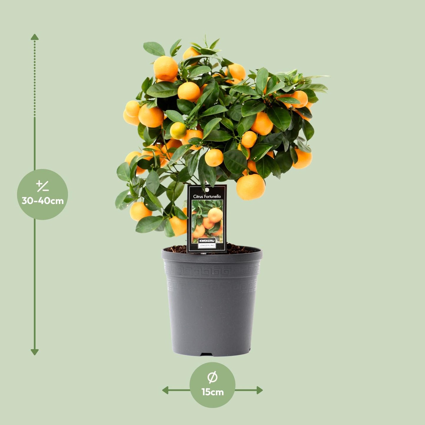 Citrus Calamondin - Ø15cm - ↕40cm - Pflanzfix24.de - Pflanzfix24.de