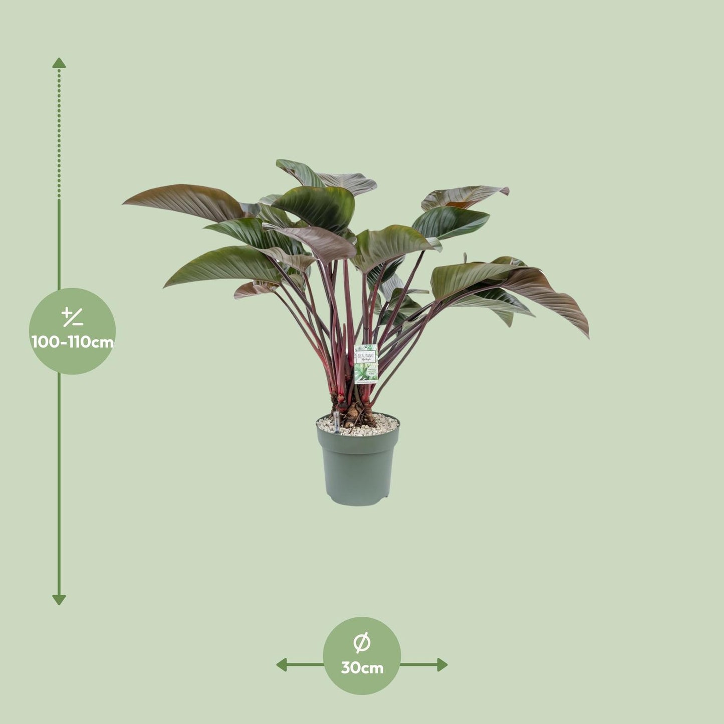 Philodendron Red Beauty - Ø30cm - ↕110cm - Pflanzfix24