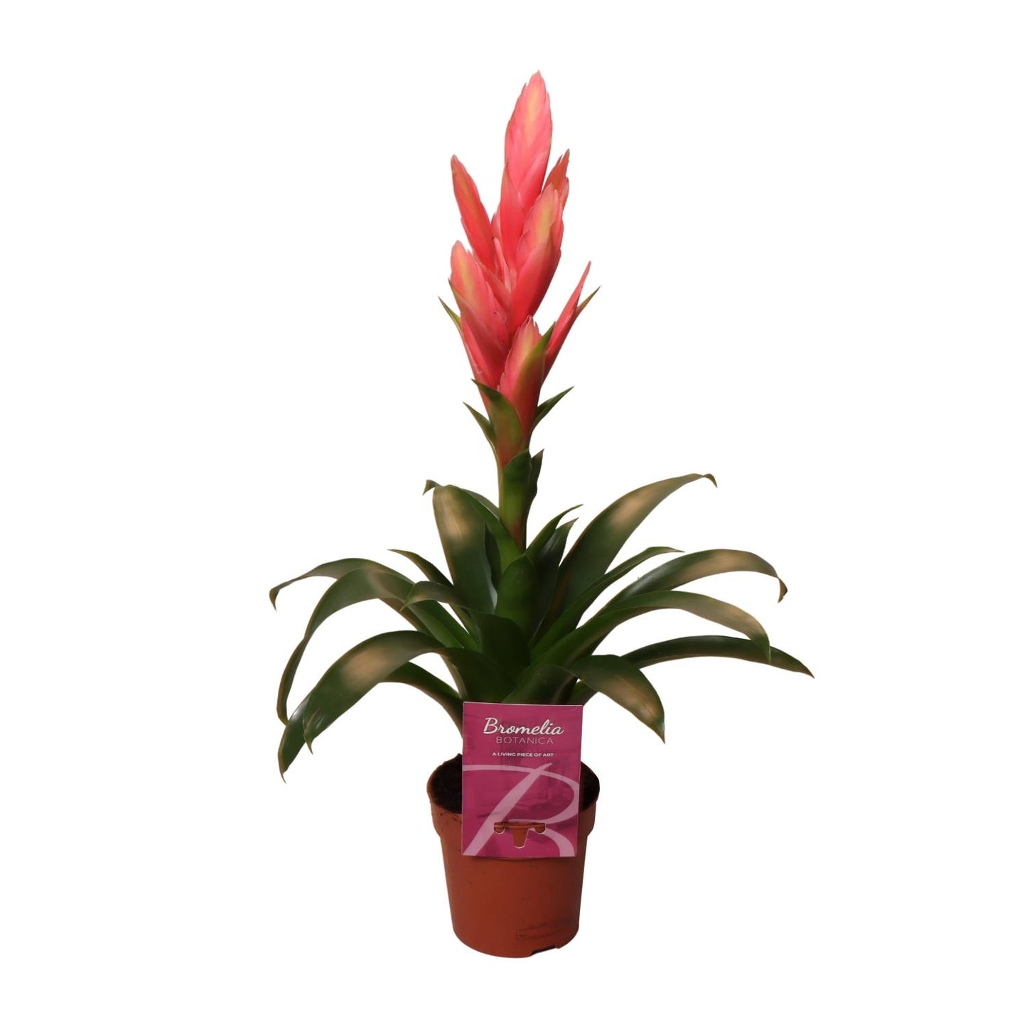 Tillandsia Ziva - Ø12cm - ↕50cm bei Pflanzfix24