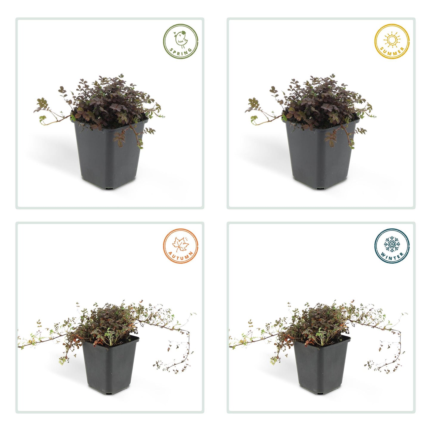 12x Acaena microphylla 'Kupferteppich' – Bodendecker – Pflanzfix24.de - Pflanzfix24.de