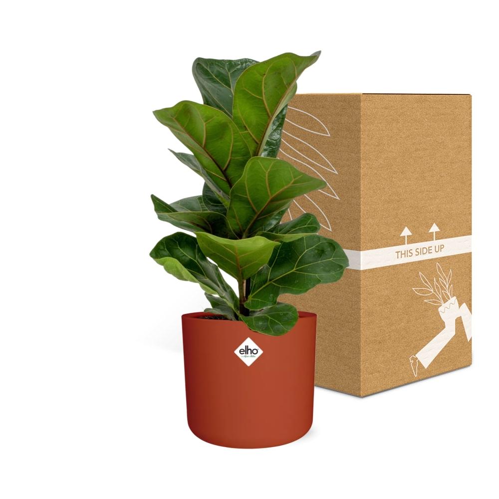 Ficus Lyrata 'Bambino' in ELHO b.for soft rond 14cm brique - Pflanzfix24