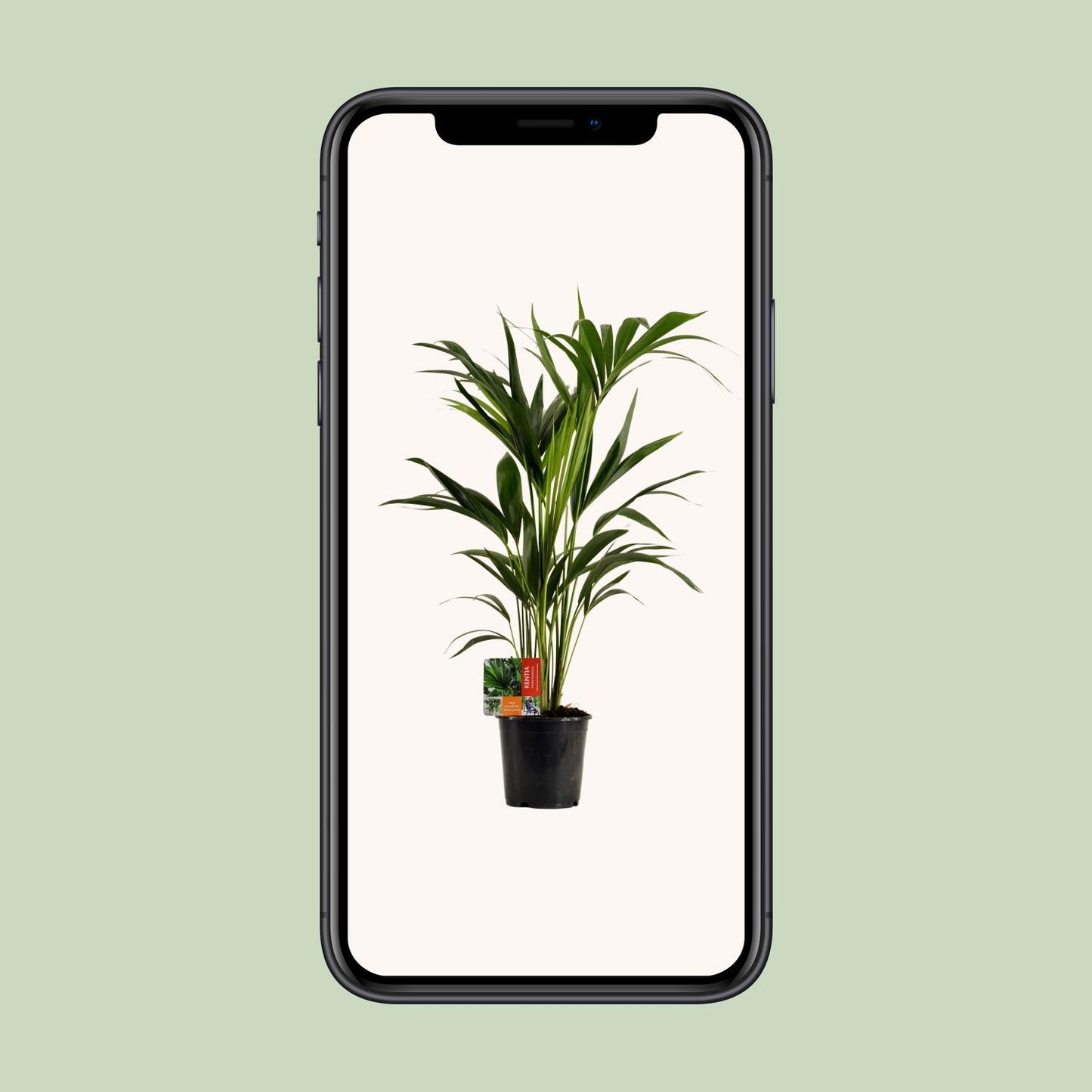Kentia-Palme - Howea Forsteriana - Ø19cm - ↕100cm - Pflanzfix24