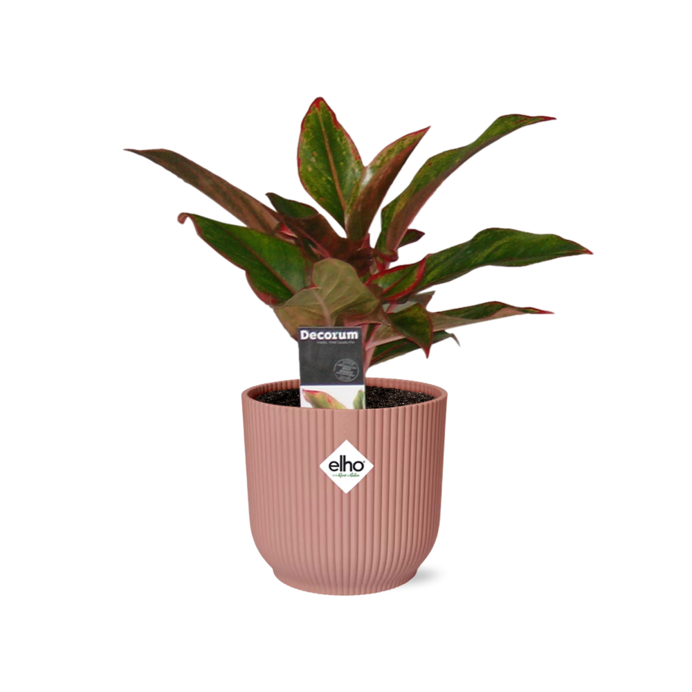 Aglaonema Crete in ELHO Vibes Fold 14cm roze - Pflanzfix24