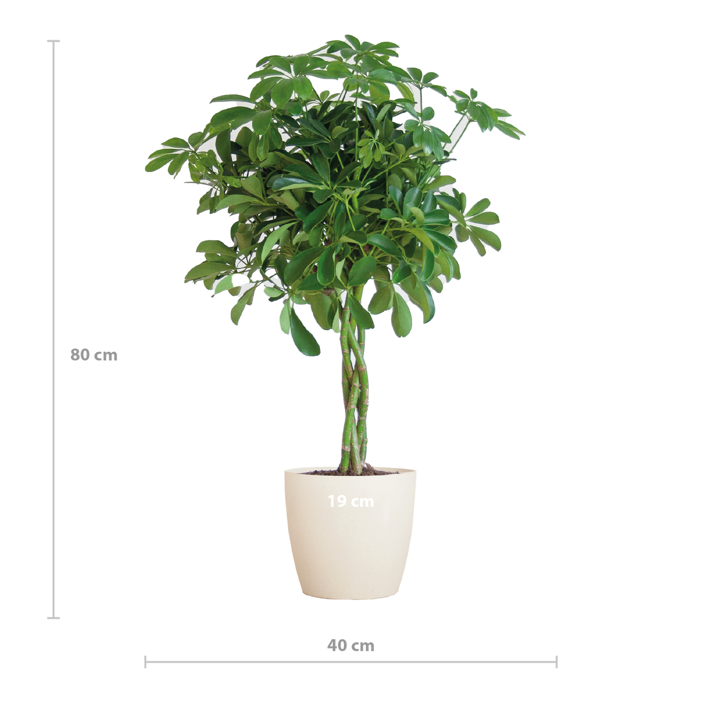 Schefflera Nora mit Viber-Topf – 70 cm – Pflanzfix24.de - Pflanzfix24.de