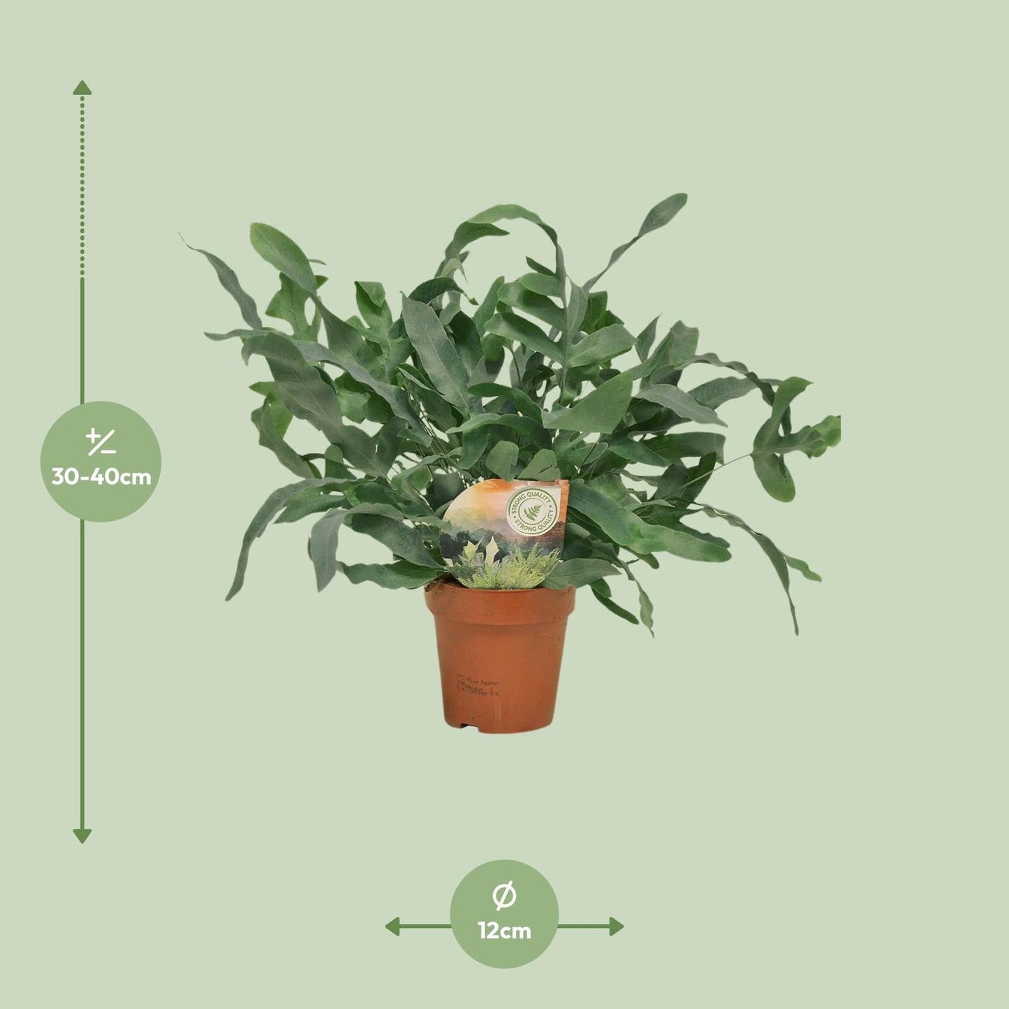 Phlebodium Blue Star 35cm Ø12cm – Zimmerpflanze | Pflanzfix24.de - Pflanzfix24.de