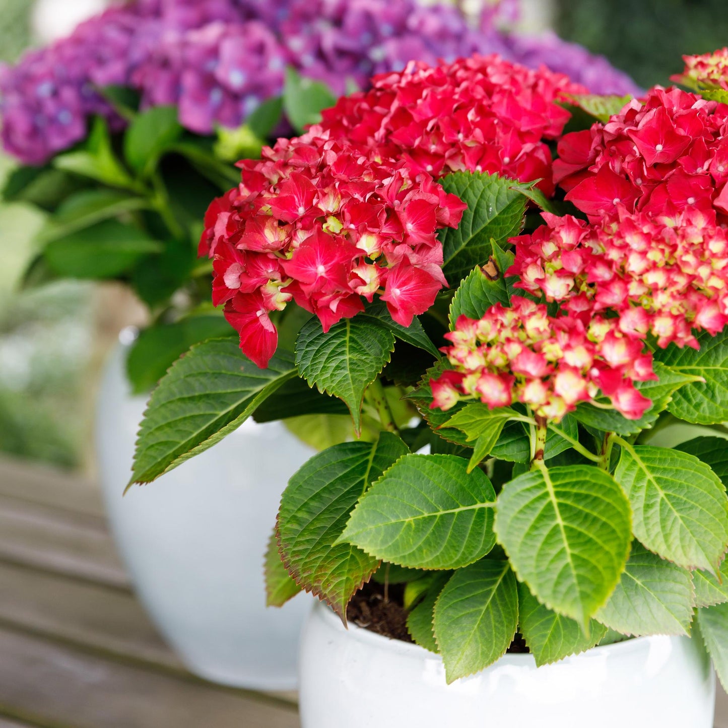 Hortensie Hydrangea Forever & Ever Rot - 7-12 Blumen - Topf 23cm Höhe 55cm - Pflanzfix24.de - Pflanzfix24.de