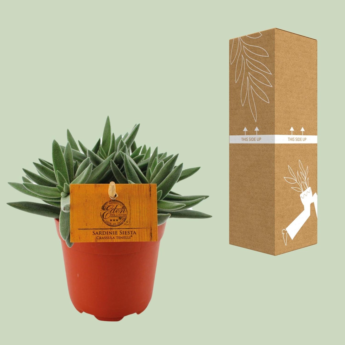 Crassula Tenelli - Ø11cm - ↕15cm bei Pflanzfix24