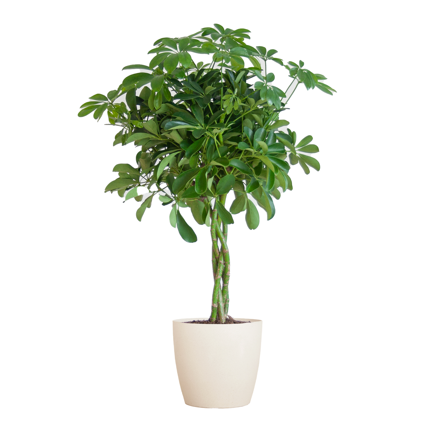 Schefflera Nora mit Viber-Topf – 70 cm – Pflanzfix24.de - Pflanzfix24.de