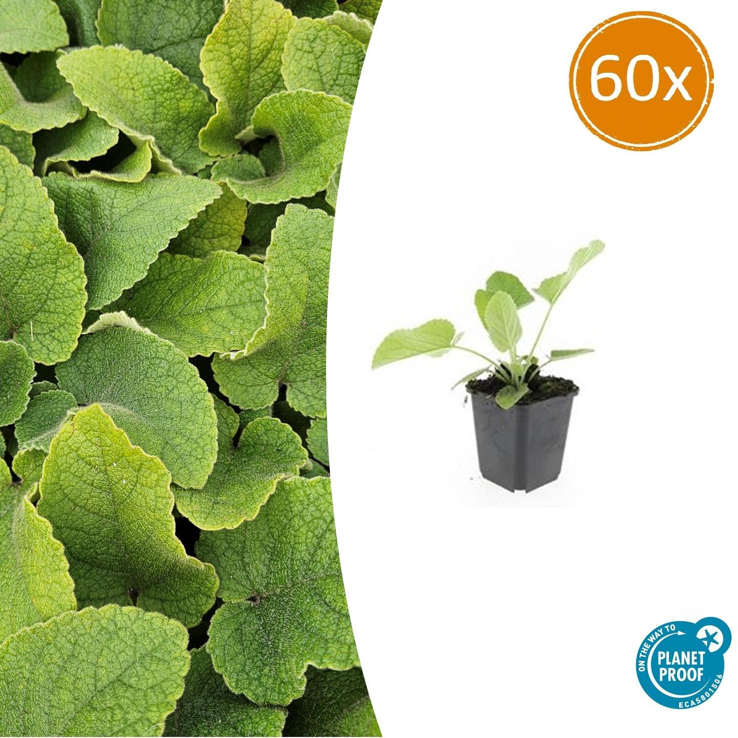 60x Phlomis russeliana - ↕10-25cm - Ø9cm - Pflanzfix24.de - Pflanzfix24.de