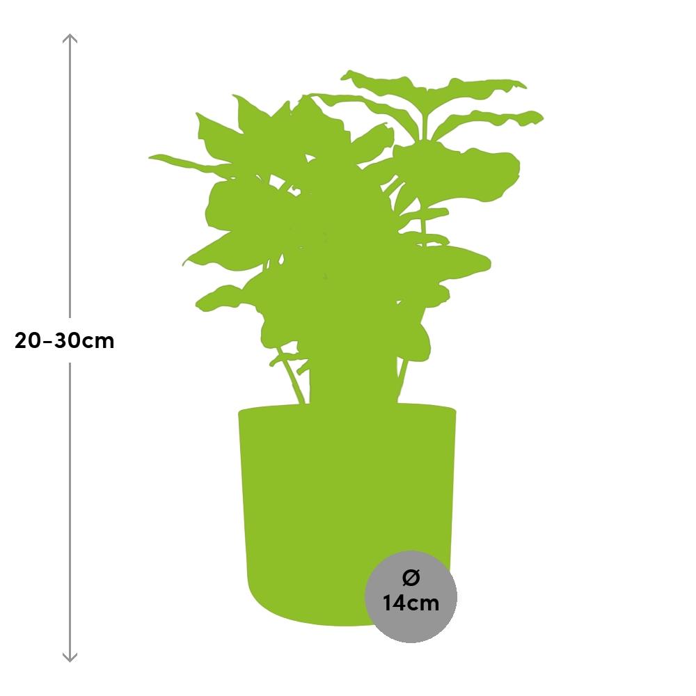 Coffea Arabica in ELHO b.for soft rond 14cm brique - Pflanzfix24