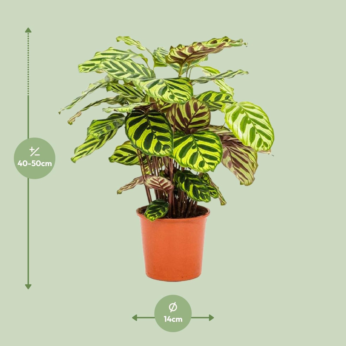 Calathea Makoyana - Ø14cm - ↕45cm - Pflanzfix24