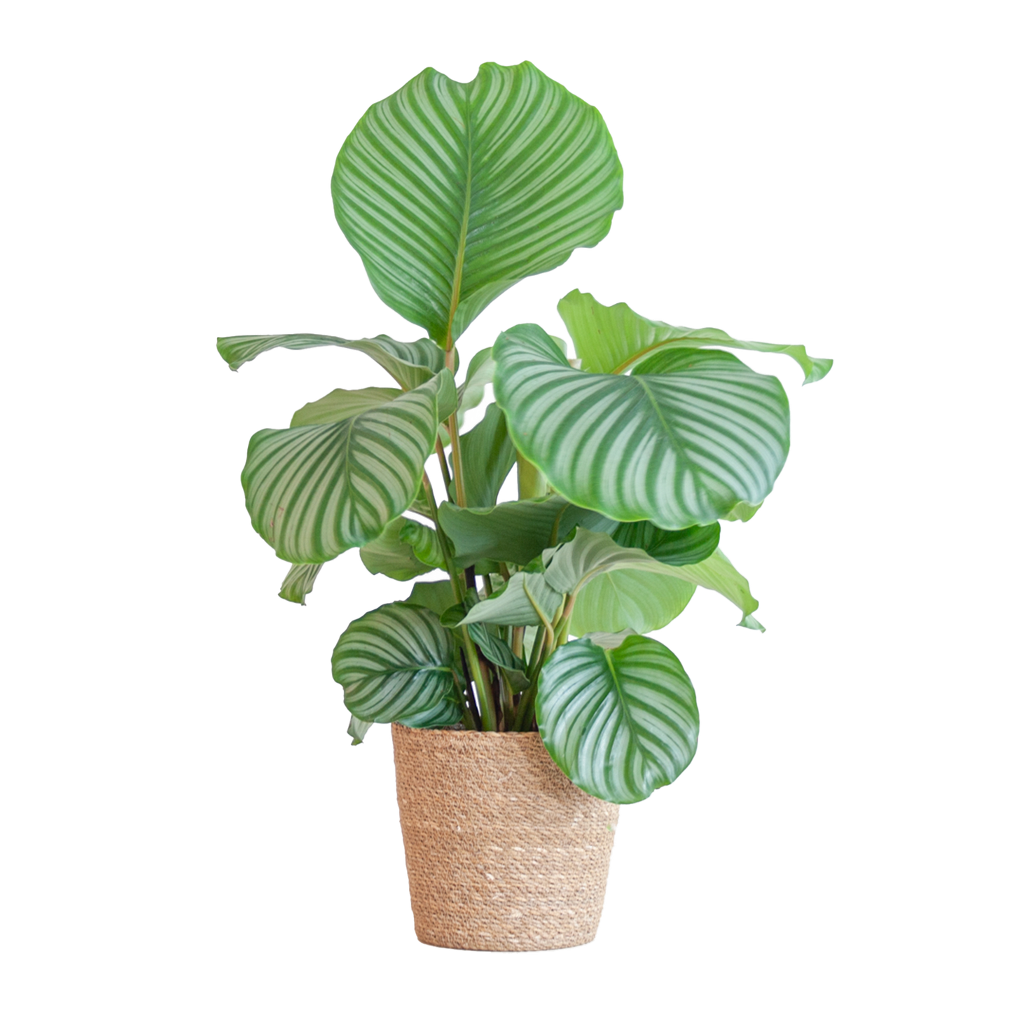 Calathea Orbifolia im Sofia-Korb | pflanzfix24
