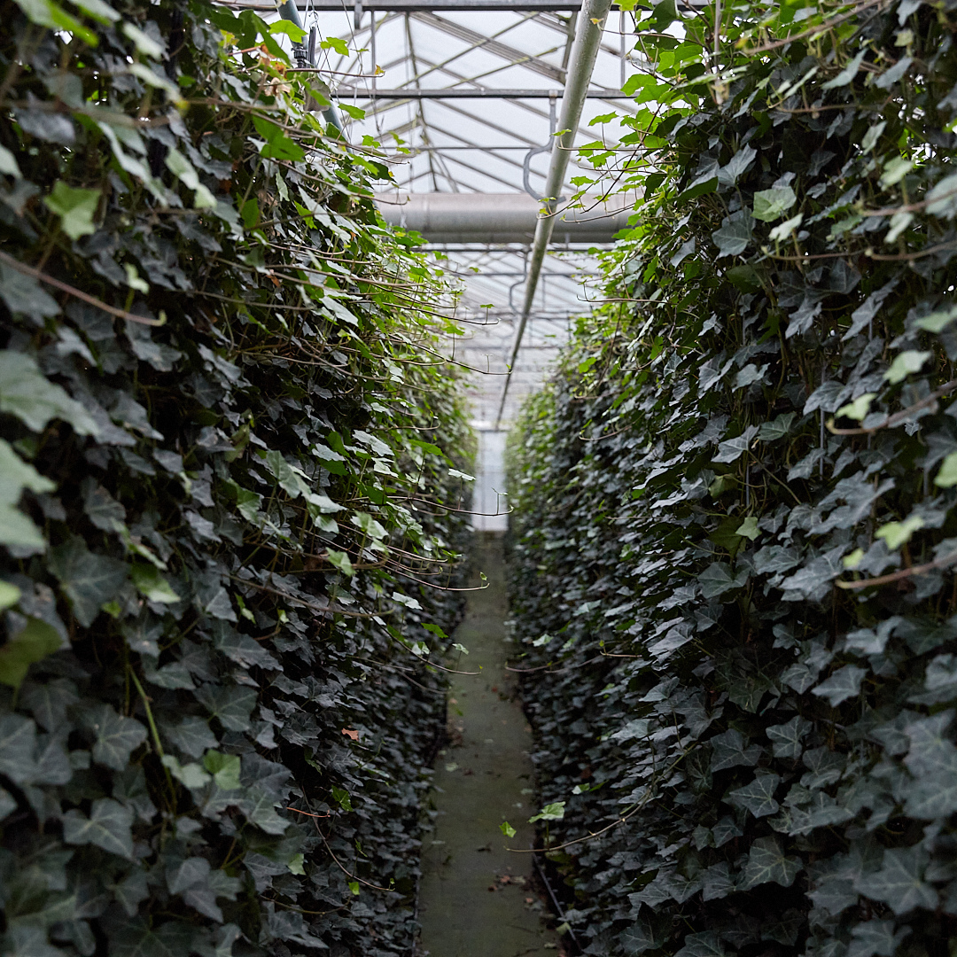 Hedera Hibernica Fertighecke - 150 cm - Pflanzfix24.de - Pflanzfix24.de