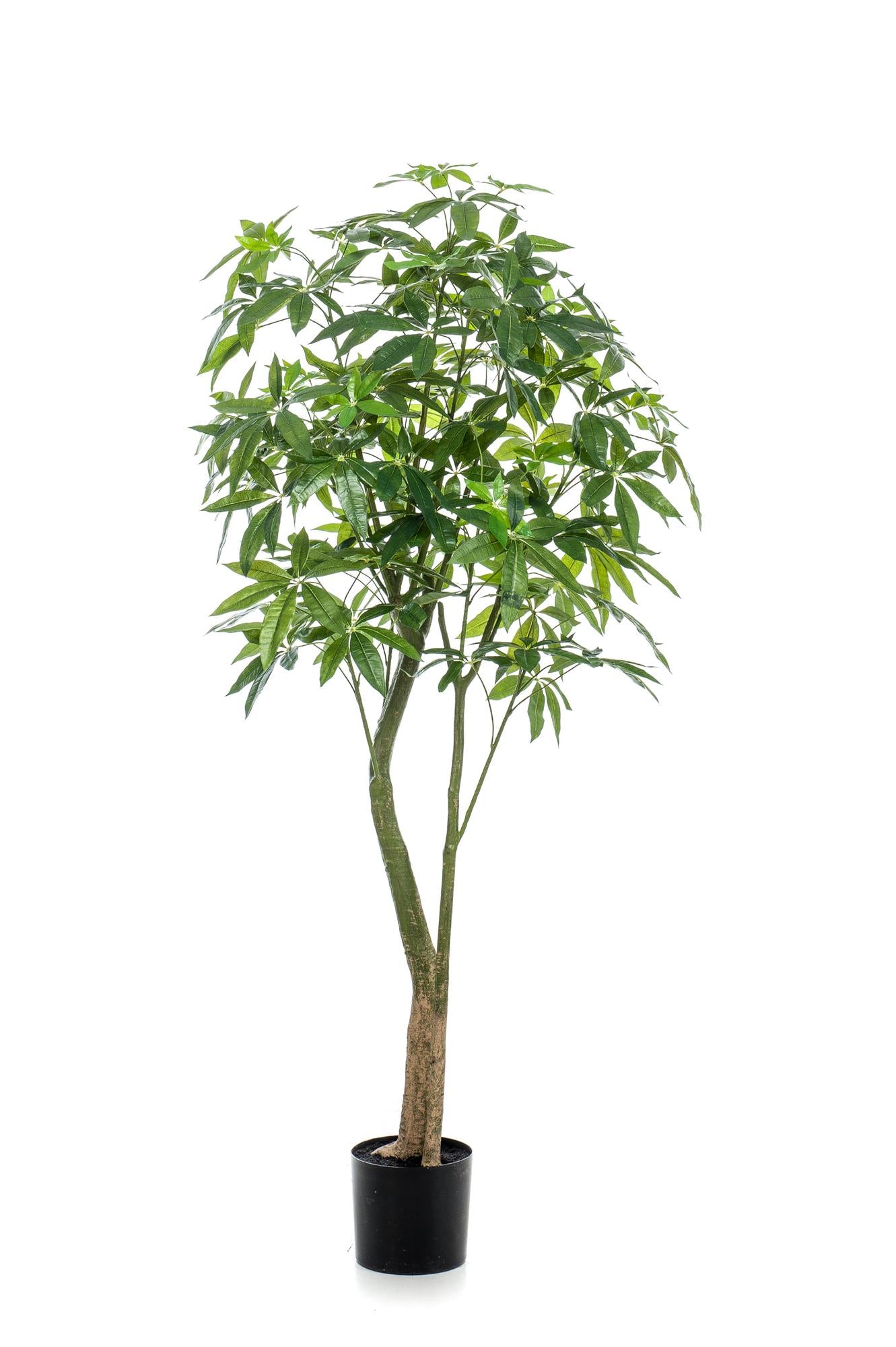 Kunstpflanze Pachira Aquatica 180 cm – Glückskastanie & Pflegeleicht | Pflanzfix24.de - Pflanzfix24.de