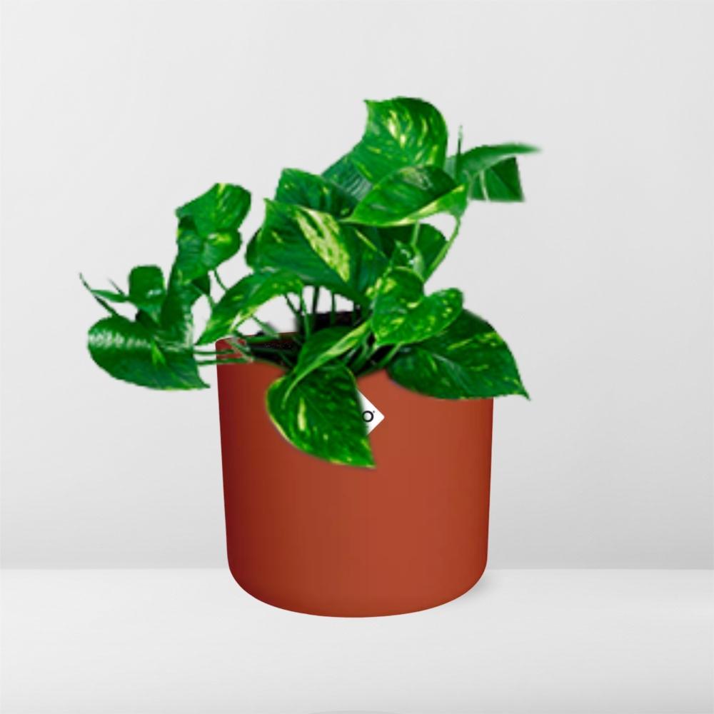 Epipremnum Pinnatum ‘Aureum’ in ELHO b.for soft rond 14cm brique - Pflanzfix24