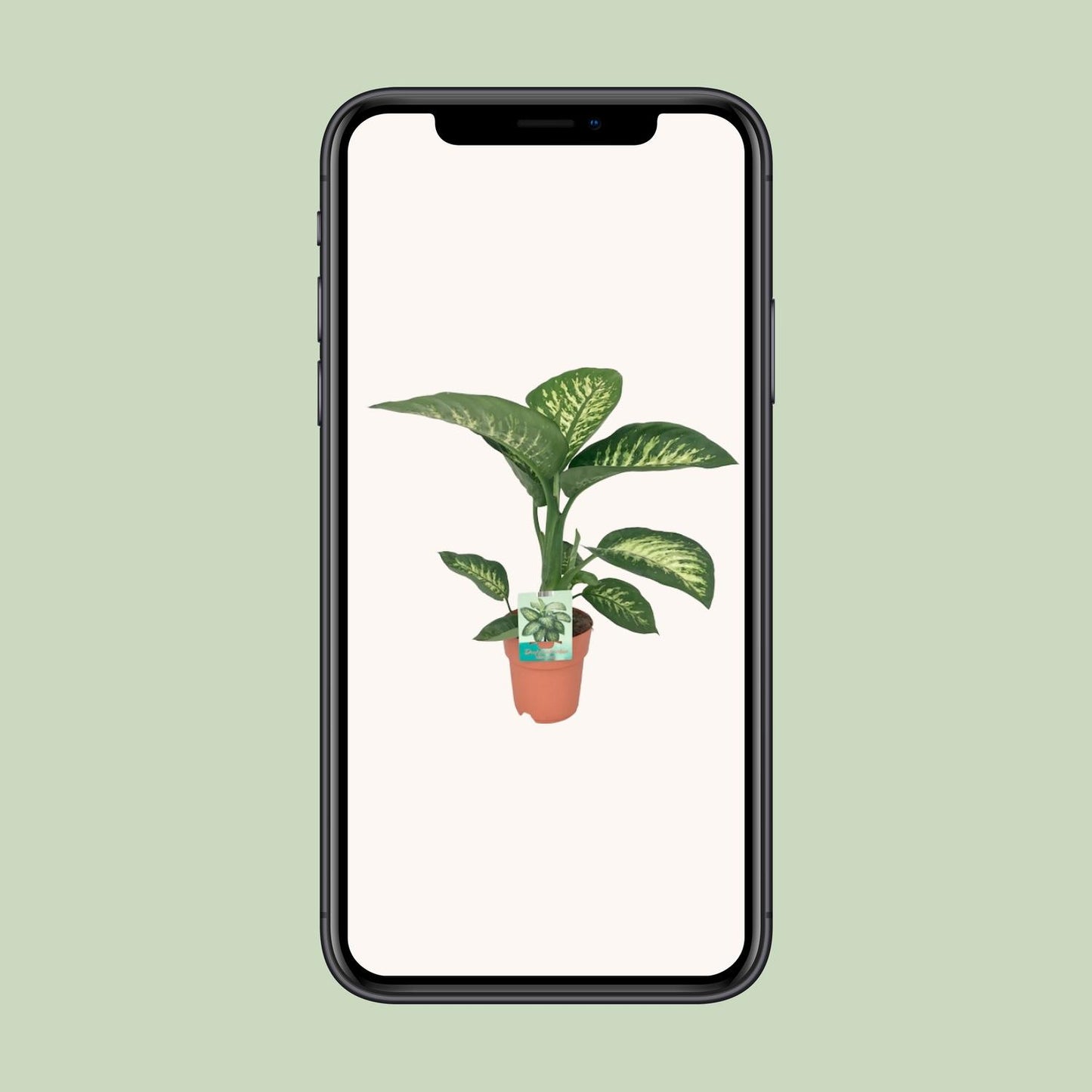 Dieffenbachia seguine Tropic Snow - Ø19cm - ↕70cm - Pflanzfix24.de - Pflanzfix24.de