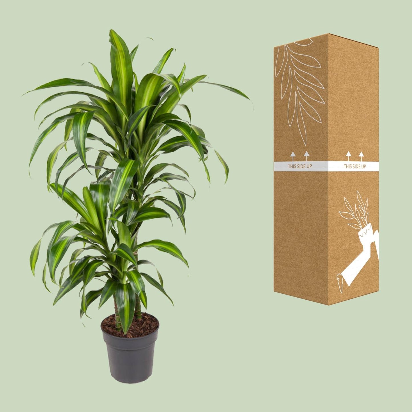Dracaena Hawaiiana - Ø19cm - ↕90cm - Pflanzfix24