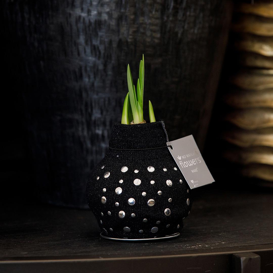No Water Flowers® (wax amaryllis) | Fashionz Streetlife - Studs + Red flower - Pflanzfix24