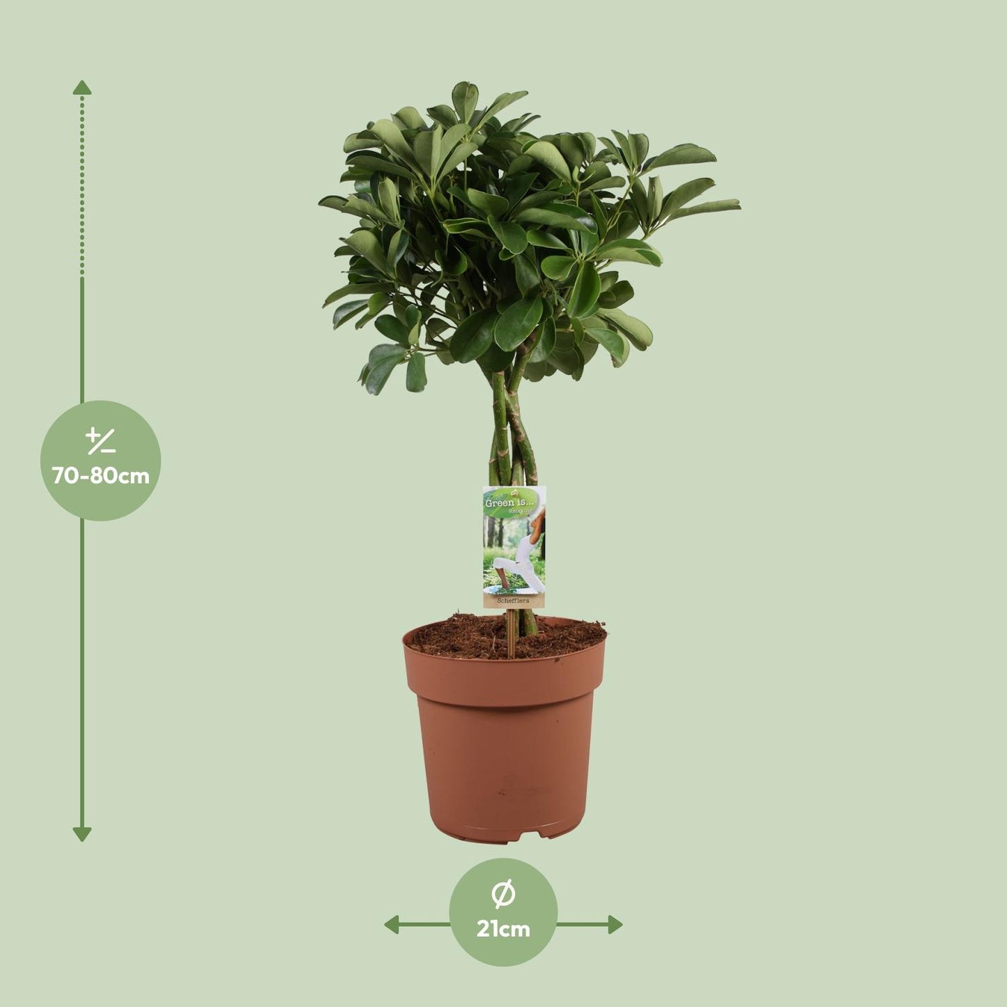 Schefflera Arboricola Nora - Ø21cm - ↕80cm - Pflanzfix24