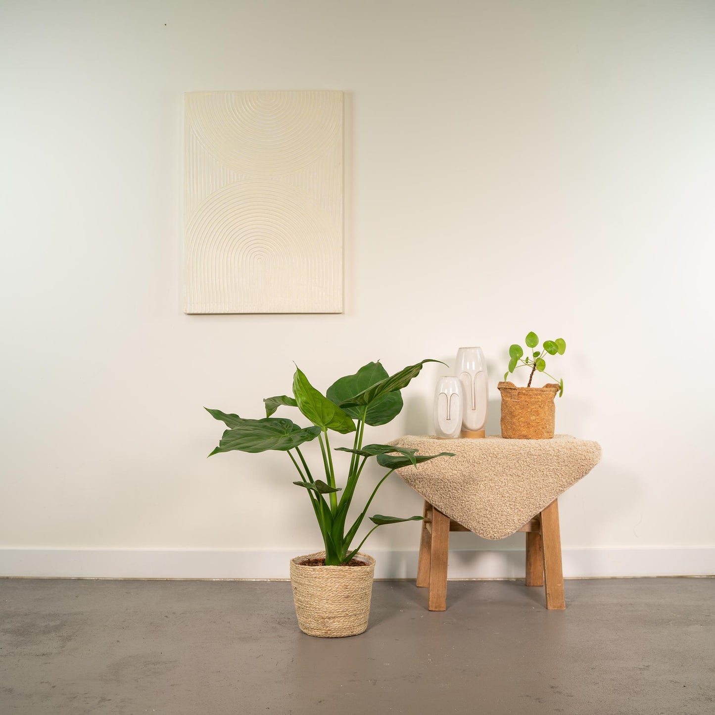 Alocasia Cucullata - Ø19cm - ↕65cm + Korb Selin - Pflanzfix24.de - Pflanzfix24.de