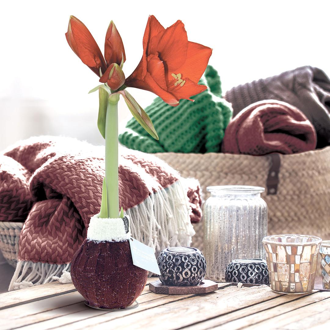 No Water Flowers® Fashionz Cozy Wooly Mix (3 pack) + Red flower - Pflanzfix24