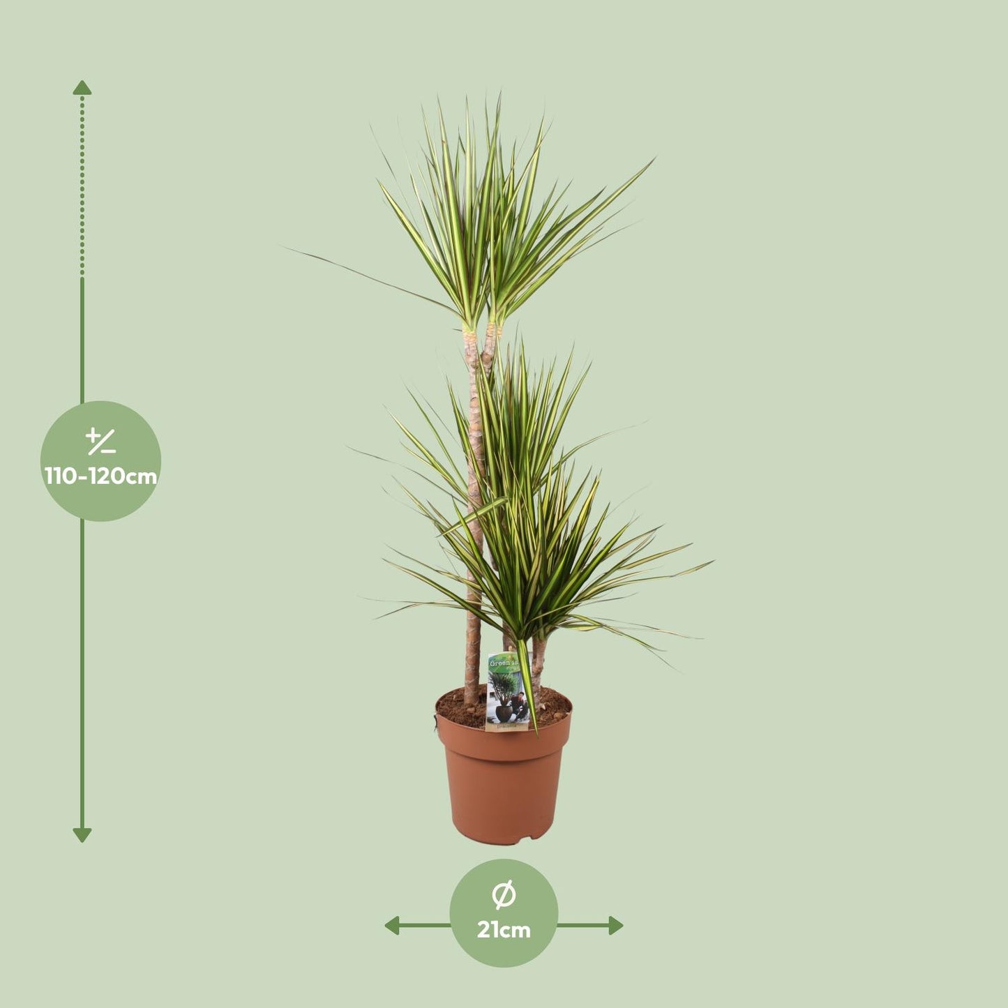 Dracaena Marginata Sunray - Ø21cm - ↕120cm - Pflanzfix24