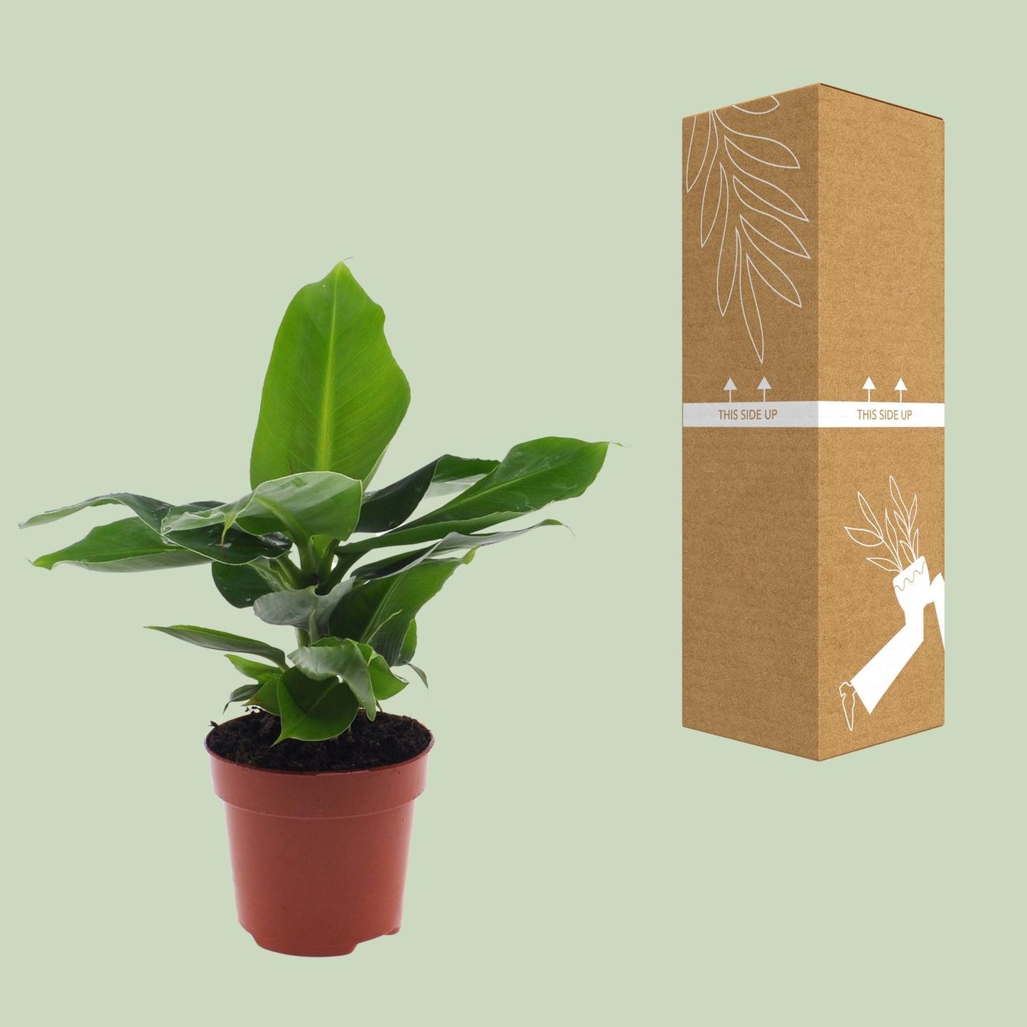 Musa Oriental Dwarf Bananenpflanze 12cm – Pflanzfix24.de - Pflanzfix24.de