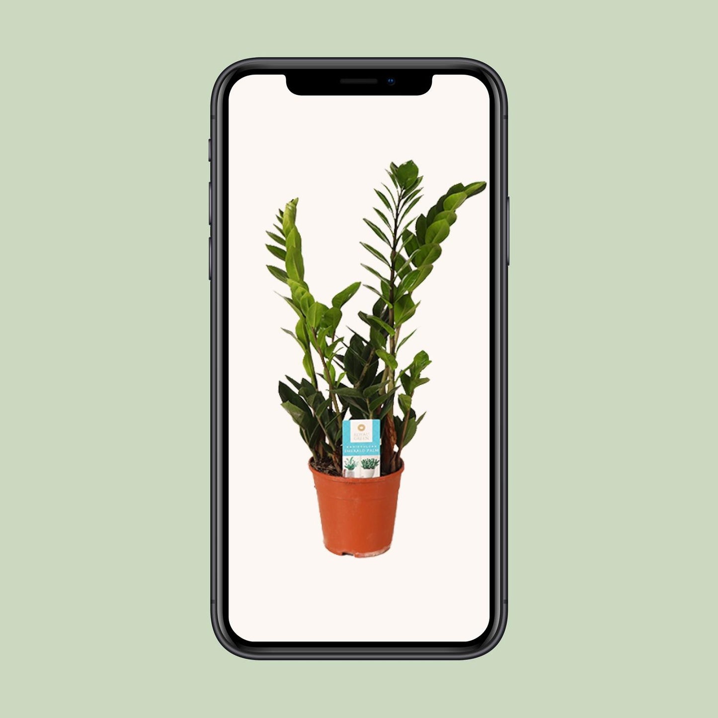 Zamioculcas Zamiifolia 45cm - Zimmerpflanze bei Pflanzfix24