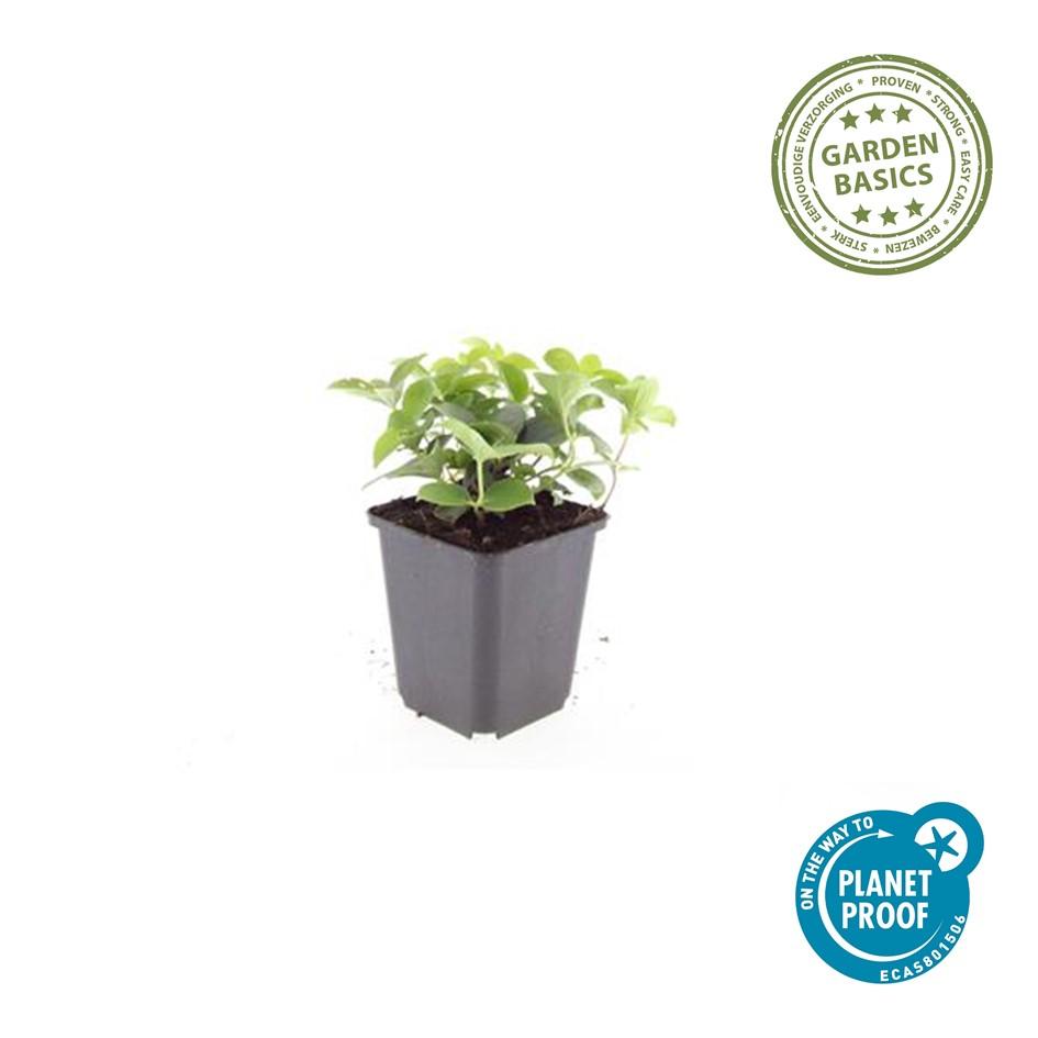 20x Cornus canadensis Bodendecker | Pflanzfix24.de - Pflanzfix24.de