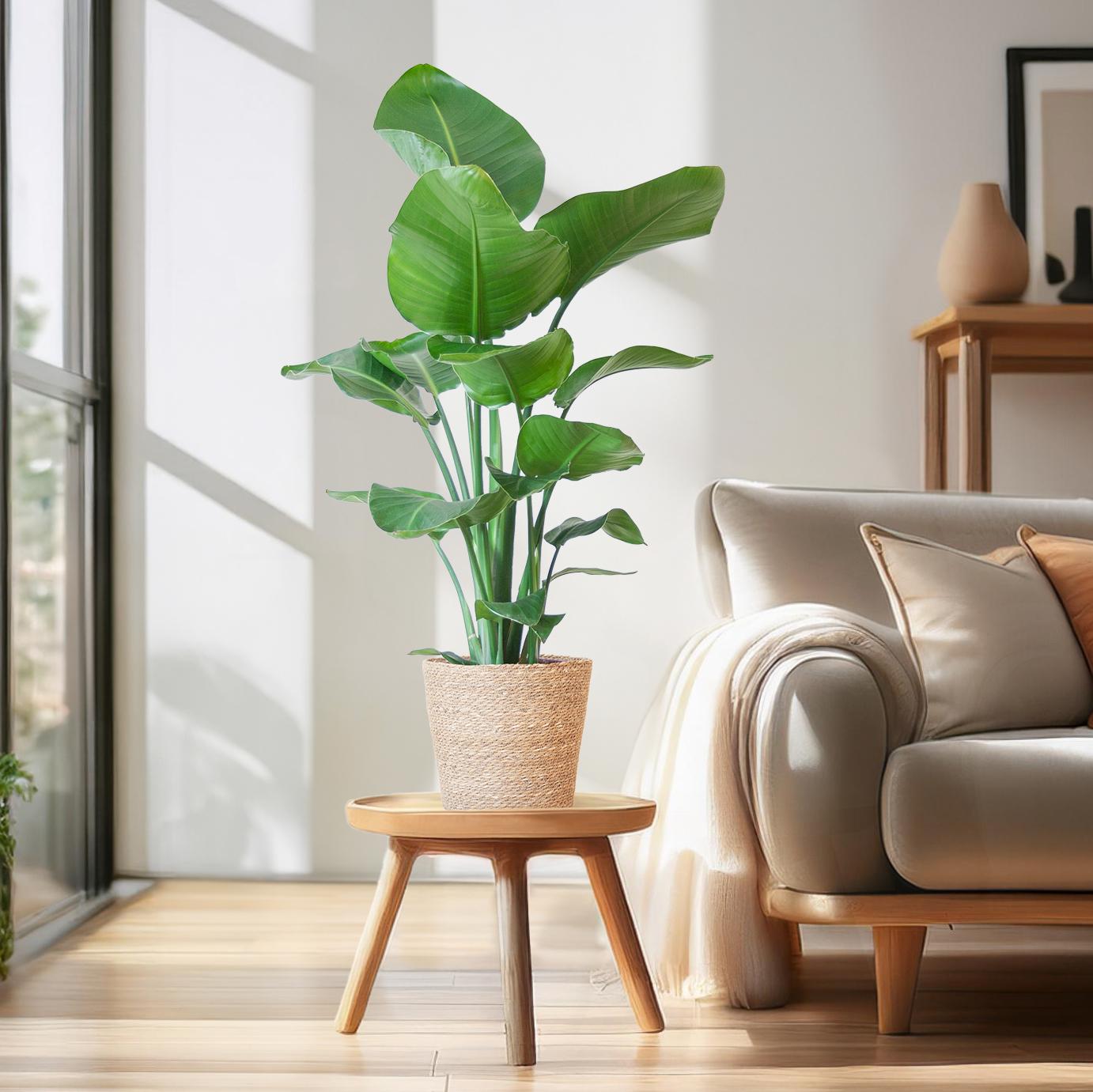 Strelitzia Nicolai 80 cm Ø21 mit Korb Sofia natur | Pflanzfix24.de - Pflanzfix24.de