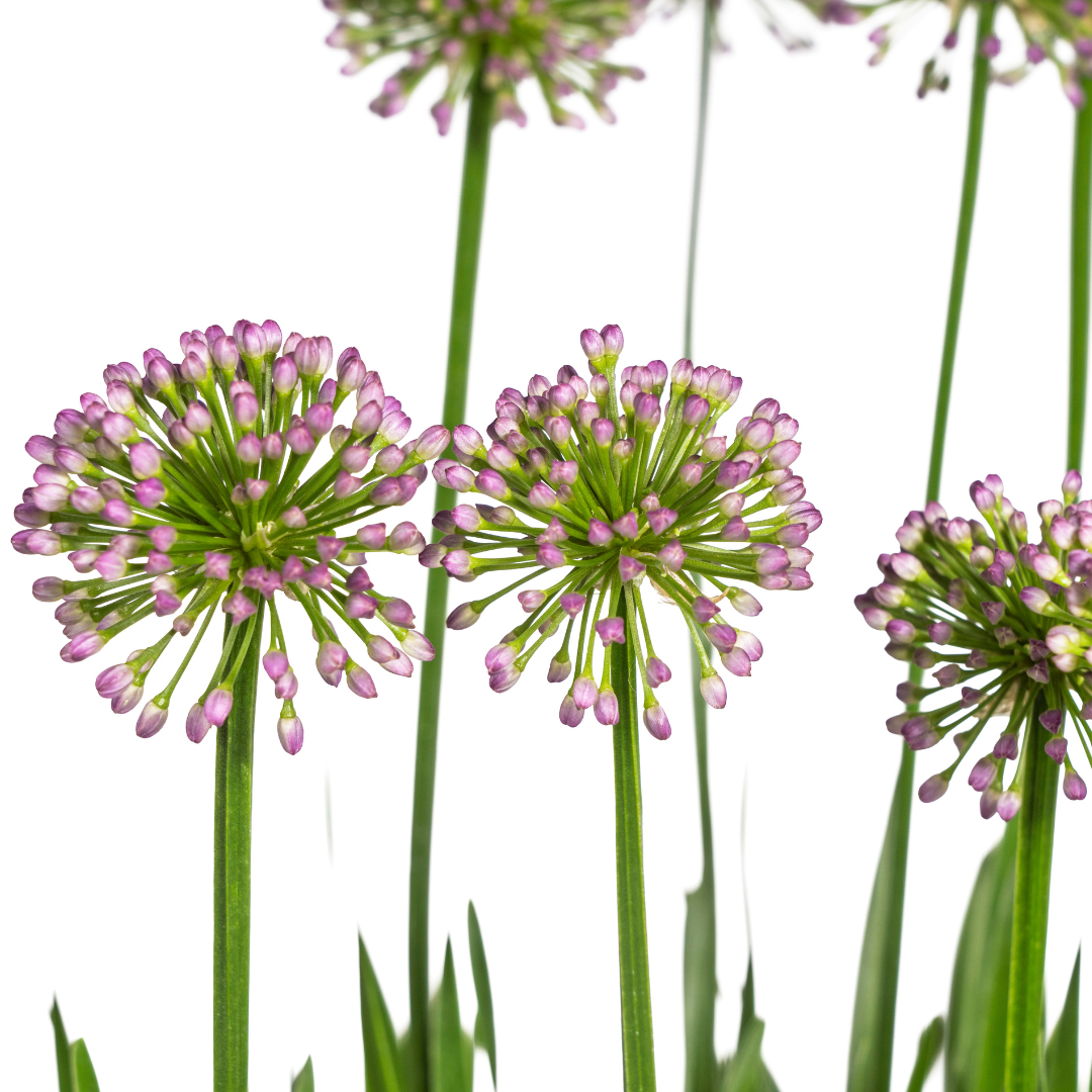 Allium senescens Millenium Ø19 cm - Pflanzfix24.de - Pflanzfix24.de