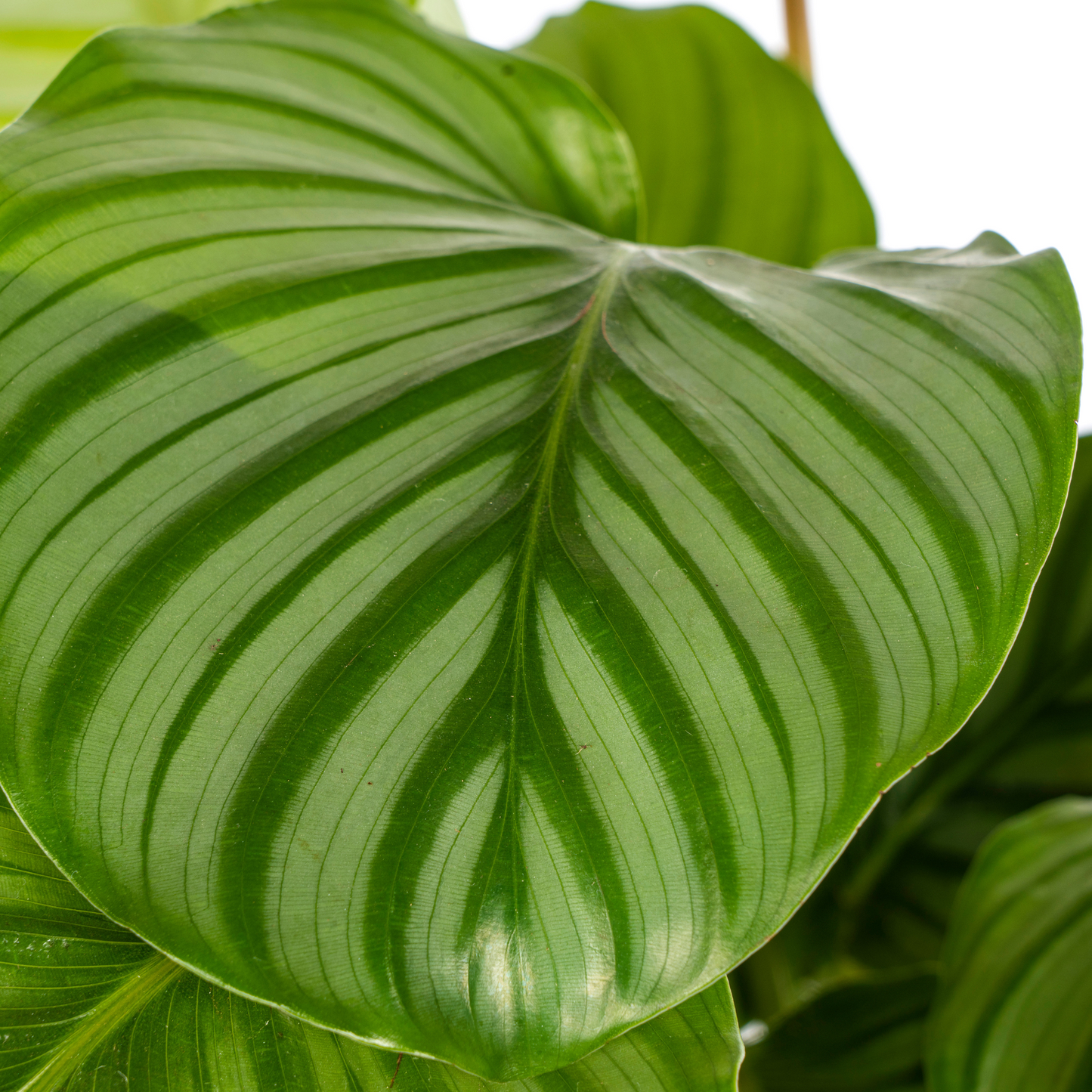 Calathea Orbifolia Ø17cm - ↕40 - 50cm - Pflanzfix24.de - Pflanzfix24.de