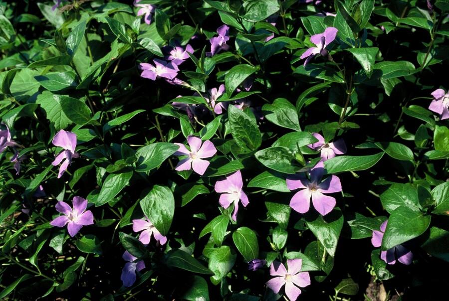 12x Vinca major – Robust & immergrün | Pflanzfix24.de - Pflanzfix24.de