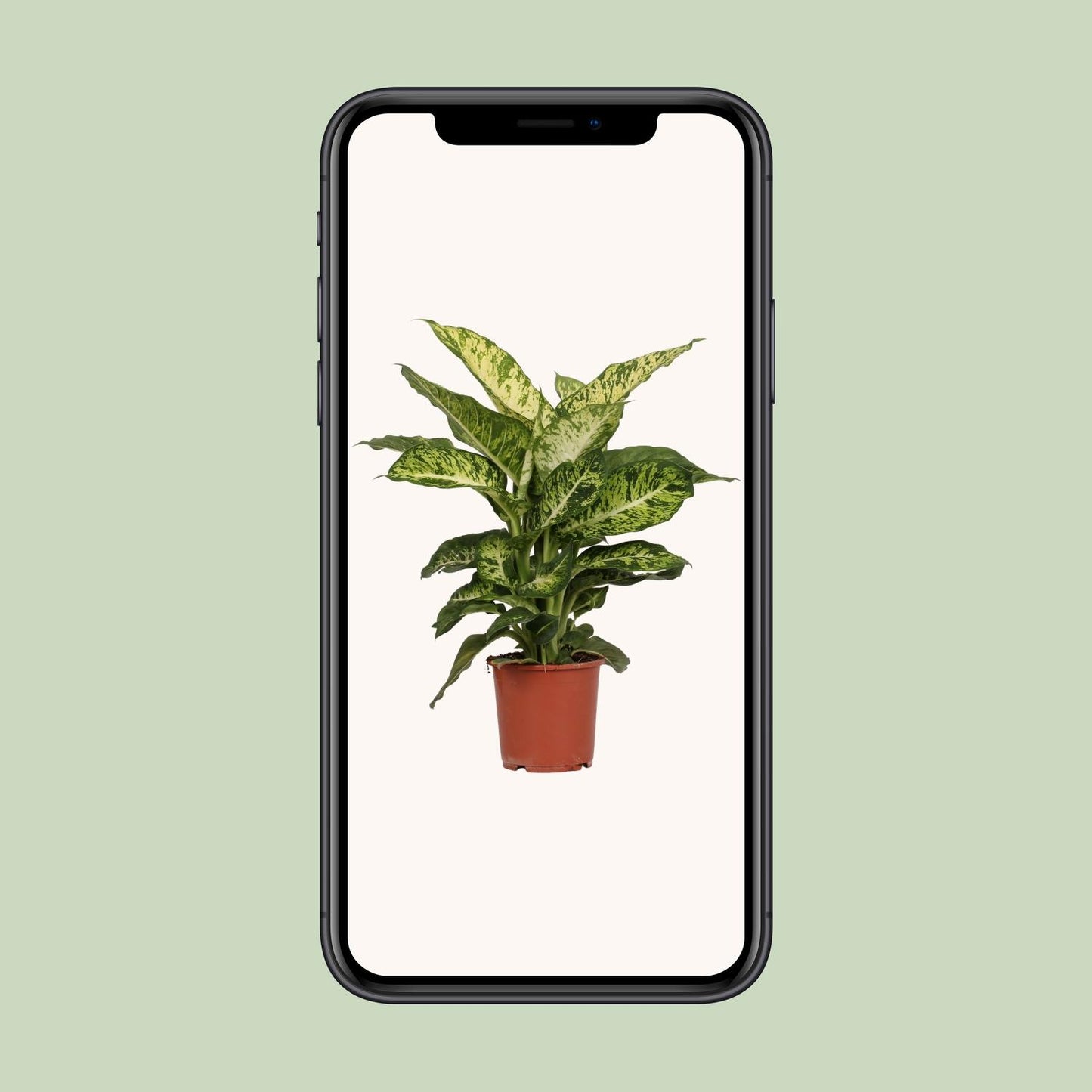 Dieffenbachia Mars - Ø17cm - ↕50cm - Pflanzfix24.de - Pflanzfix24.de