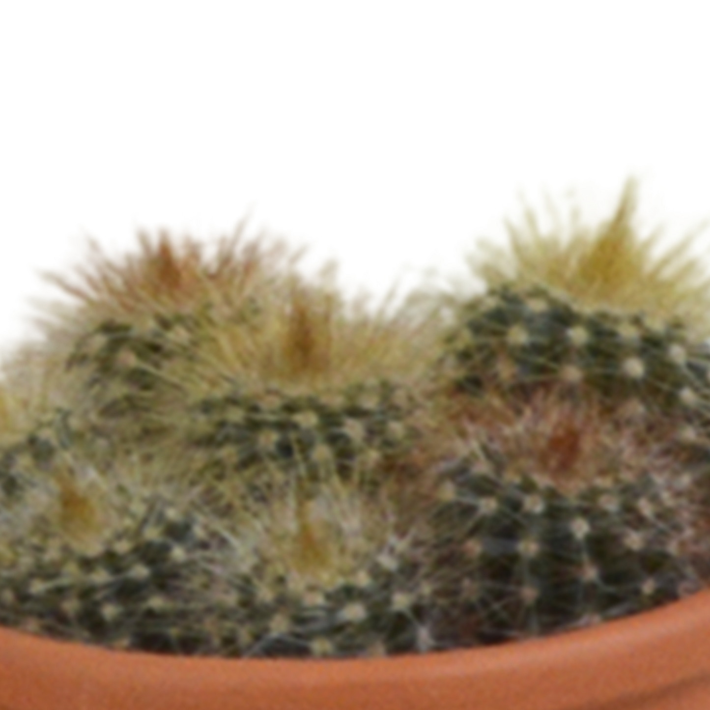 Kakteenmischung 5,5 cm - 5x - in terracotta pot - Pflanzfix24.de - Pflanzfix24.de